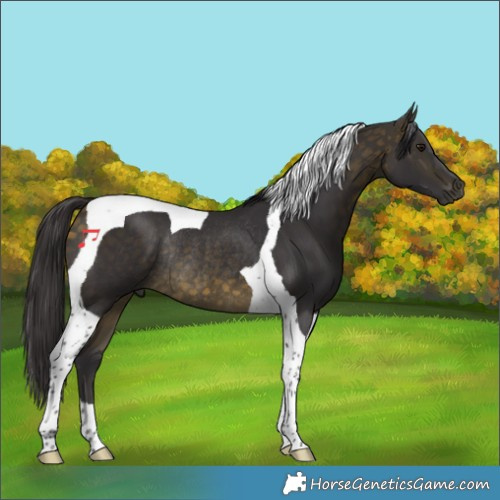 Horse Color:Buckskin Tobiano Rabicano 
