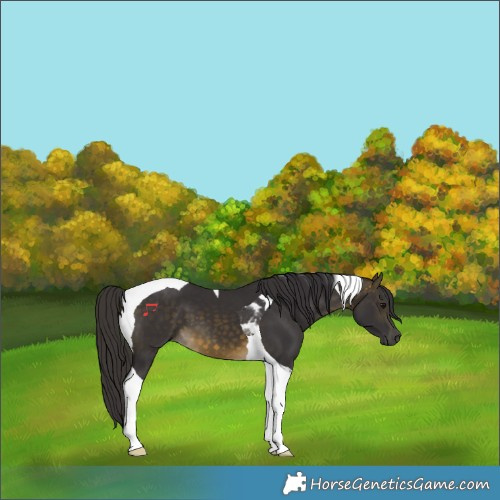 Horse Color:Buckskin Tobiano