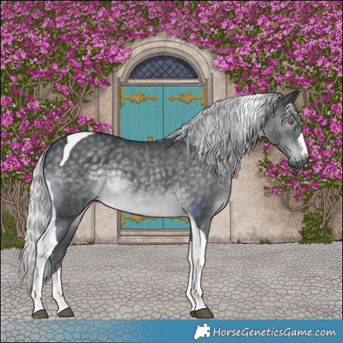 Horse Color:Silver Black Chinchilla Tobiano 
