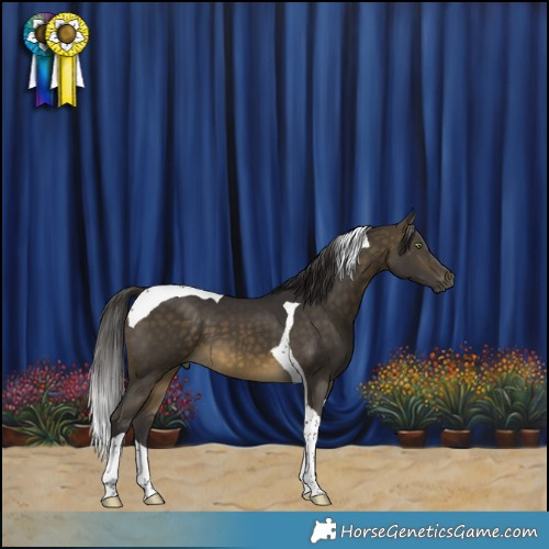 Horse Color:Buckskin Tobiano 