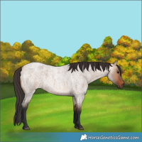 Horse Color:Bay Roan Dun 