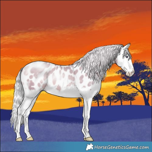 Horse Color:Watercolor Silver Brown Chinchilla Pearl Sabino Splash Appaloosa
