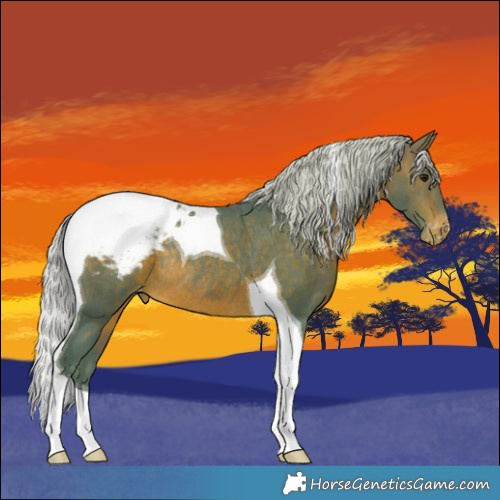 Horse Color:Watercolor Silver Brown Tobiano Appaloosa Rabicano