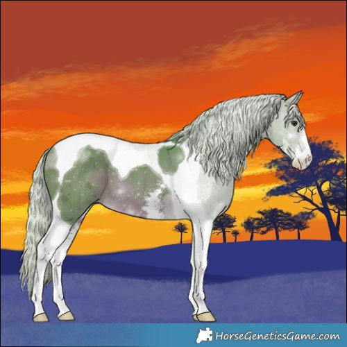 Horse Color:Watercolor Silver Brown Sabino Tobiano