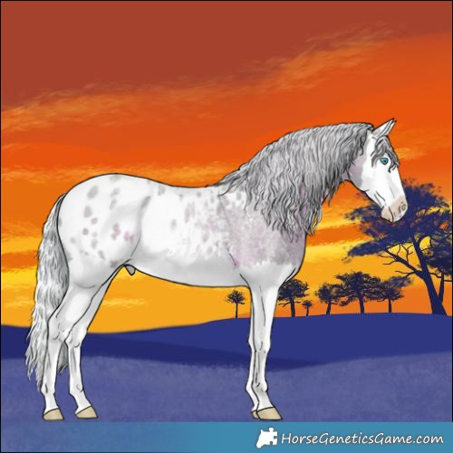 Horse Color:Watercolor Silver Blue Roan Sabino Splash Appaloosa 