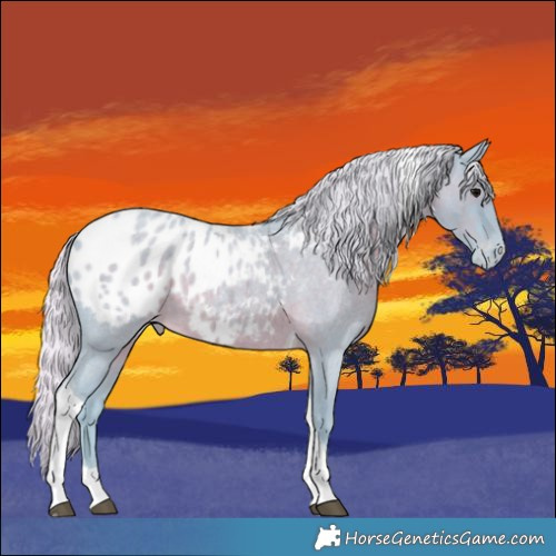 Horse Color:Watercolor Silver Blue Roan Tobiano Appaloosa 