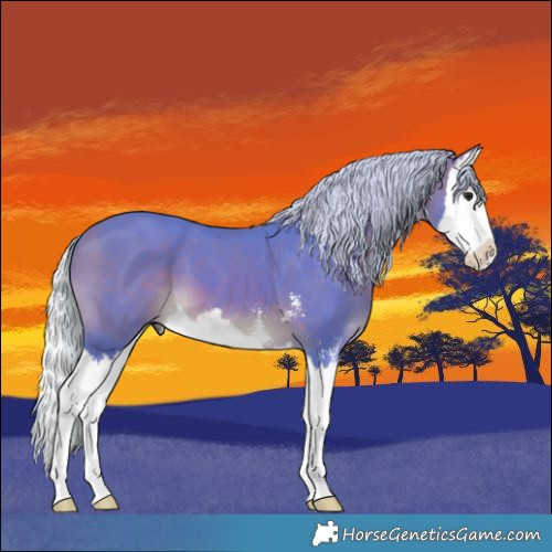Horse Color:Watercolor Silver Bay Sabino Splash 
