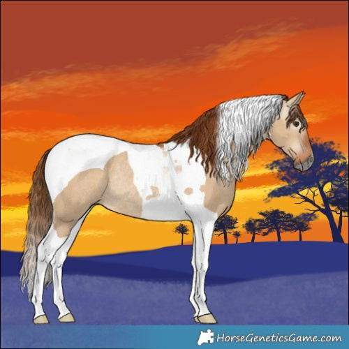 Horse Color:Gray Red Dun Tobiano Rabicano 