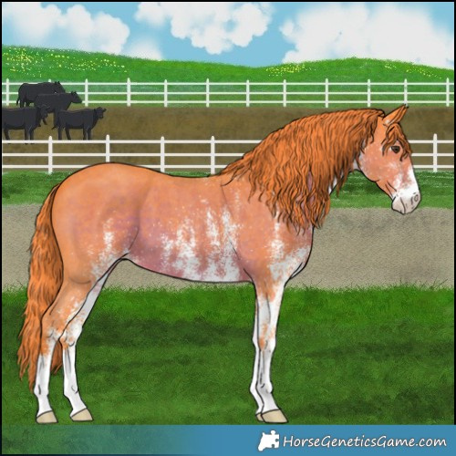 Horse Color:Watercolor White Spotted Liver Chestnut