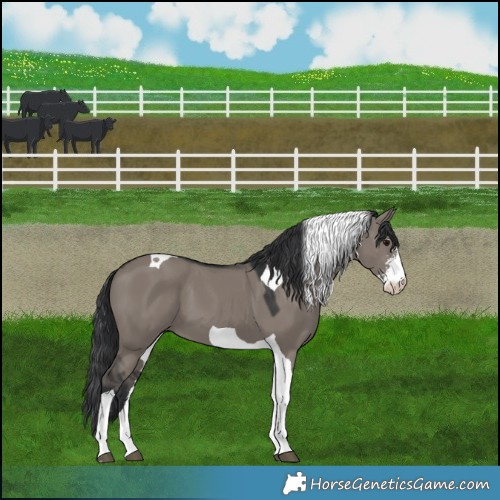 Horse Color:Grullo Sabino Tobiano 
