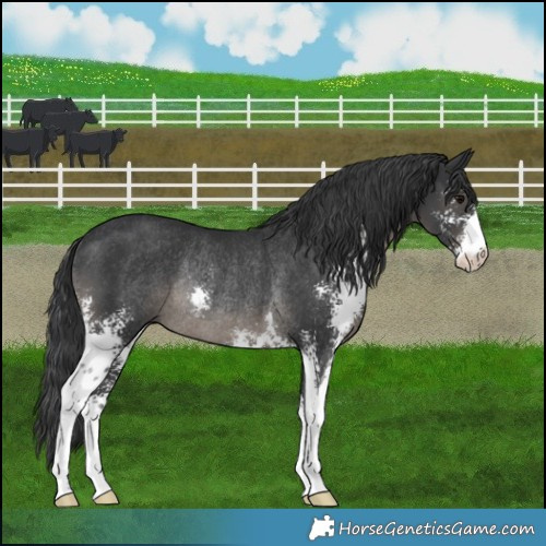 Horse Color:Black Sabino Rabicano