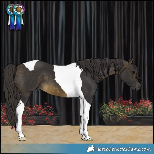 Horse Color:Buckskin Tobiano 