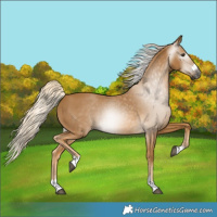 Horse Color:Gray Palomino 