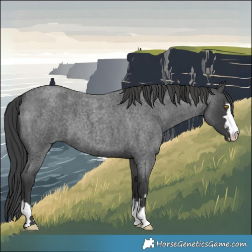 Horse Color:Blue Roan