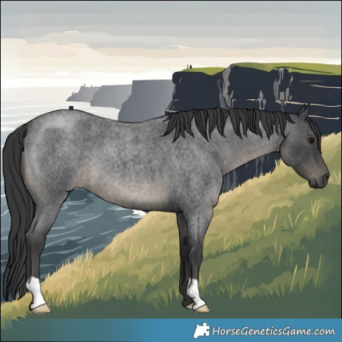 Horse Color:Blue Roan 