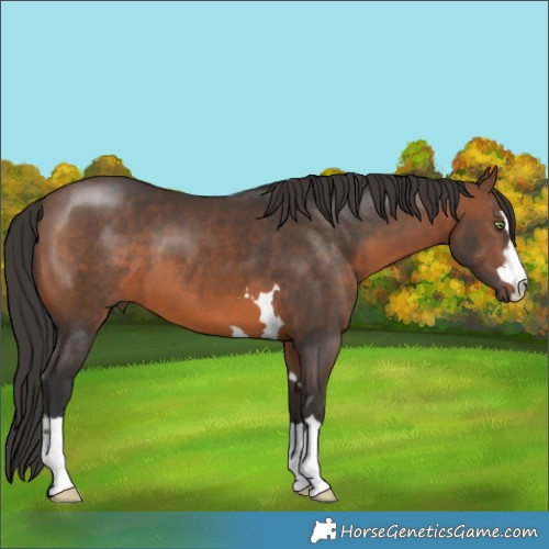 Horse Color:Brown 