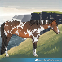 Horse Color:White Spotted Bay
