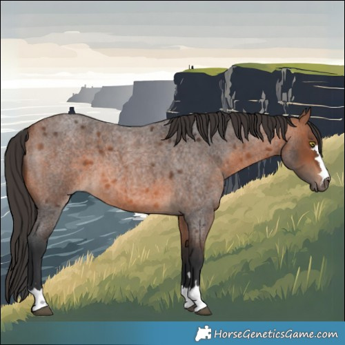 Horse Color:Bay Roan 