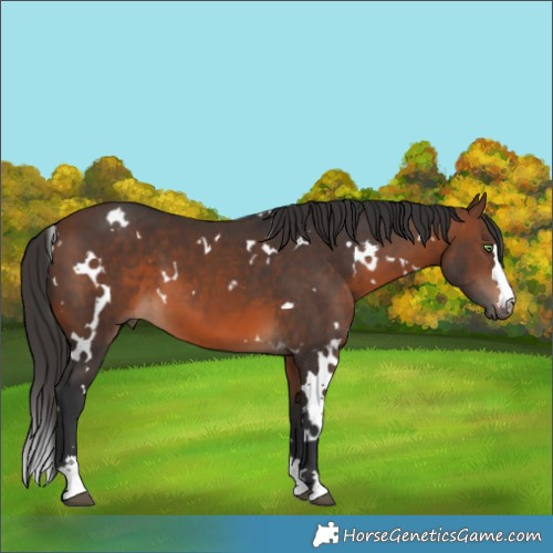 Horse Color:White Spotted Brown