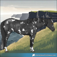 Horse Color:White Spotted Black 