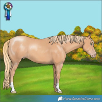 Horse Color:Gold Champagne 