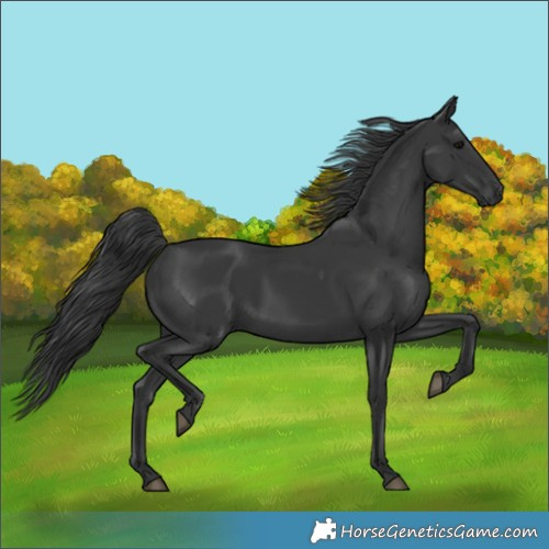 Horse Color:Black 