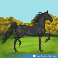 Horse Color:Black 