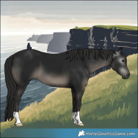 Horse Color:Gray Black 