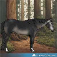 Horse Color:Gray Black