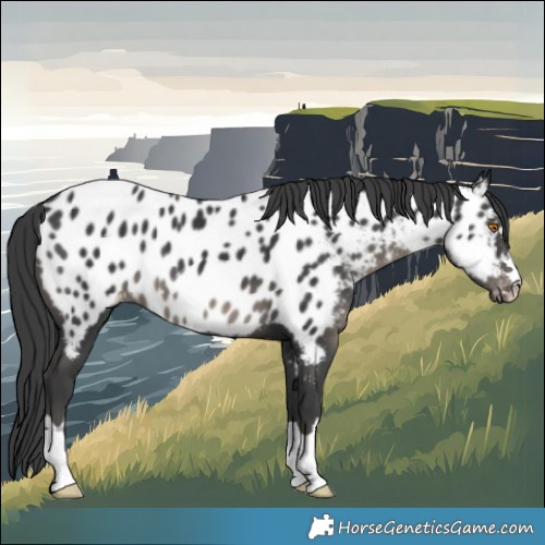 Horse Color:Black Near Leopard 