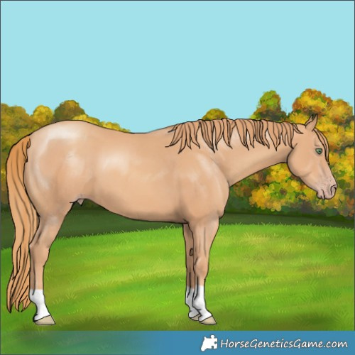 Horse Color:Gold Champagne