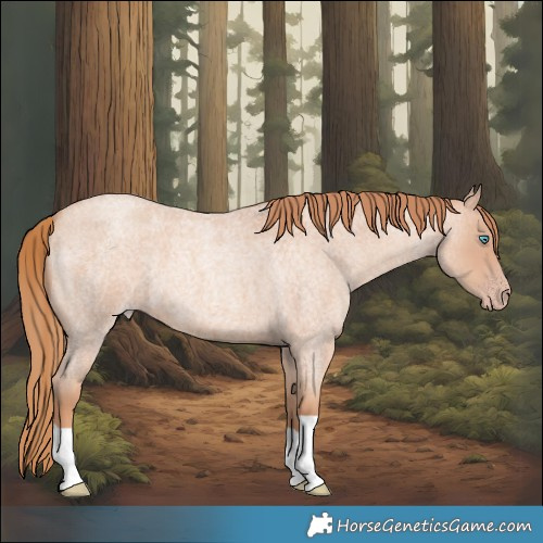 Horse Color:Gold Champagne Roan 