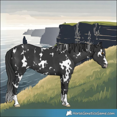Horse Color:White Spotted Black 