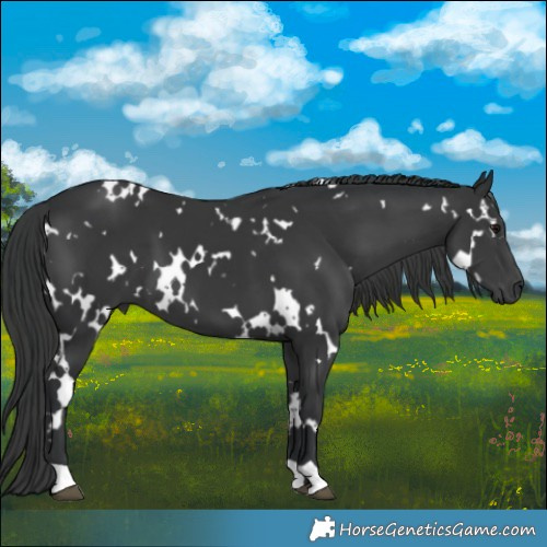 Horse Color:White Spotted Black 