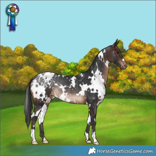 Horse Color:White Spotted Brown Appaloosa Rabicano 