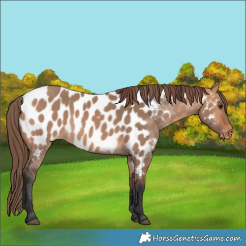 Horse Color:Bay Dun Appaloosa 