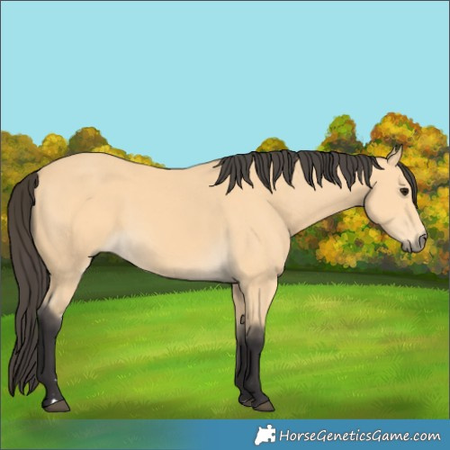 Horse Color:Buckskin 