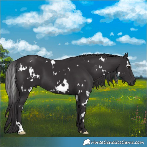 Horse Color:White Spotted Smoky Black