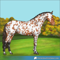 Horse Color:Bay Appaloosa