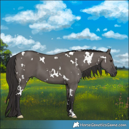 Horse Color:White Spotted Smoky Grullo