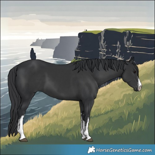 Horse Color:White Spotted Black 