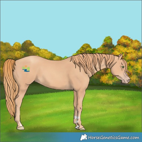 Horse Color:Gold Champagne