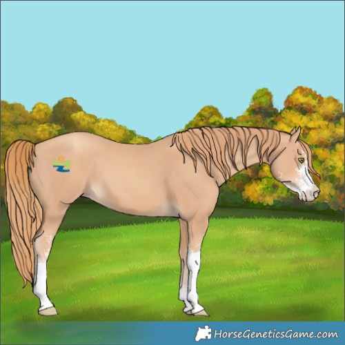 Horse Color:Gold Champagne Sabino
