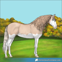 Horse Color:Gold Champagne Dun Splash 