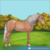 Horse Color:Silver Classic Champagne 