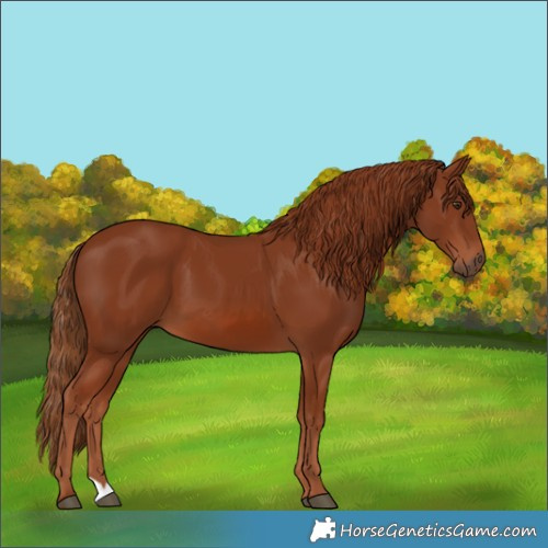 Horse Color:Chestnut 