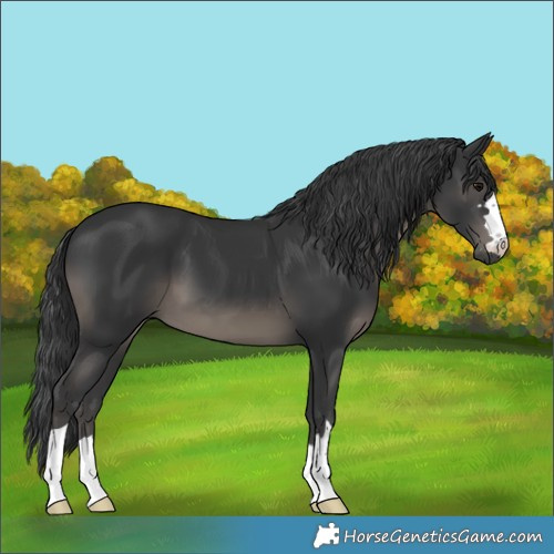 Horse Color:Black 