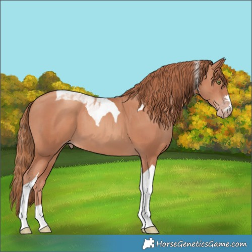 Horse Color:Gold Champagne Tobiano 