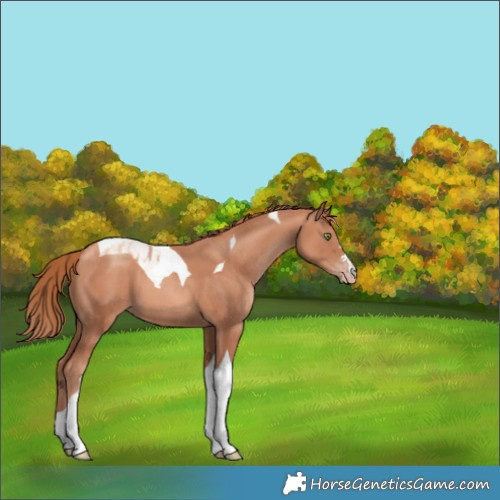 Horse Color:Gold Champagne Tobiano 