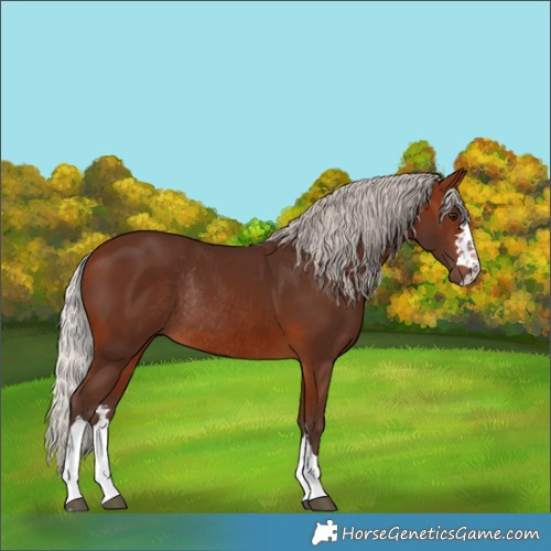 Horse Color:Silver Brown Rabicano 
